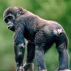 Meet your Posher, Annie